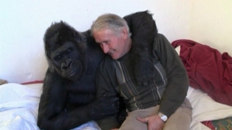 Adoptovaná gorila_Francúzsko